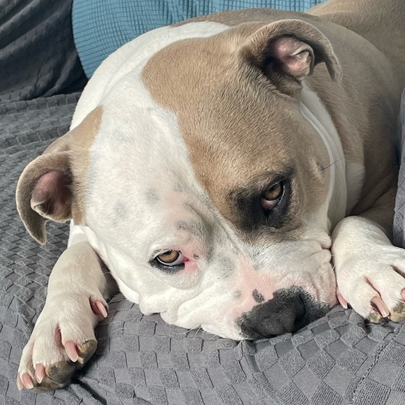 Meet your Posher, Monique - Picture 3 of 3